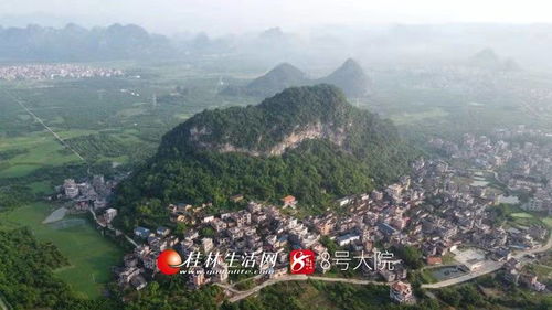 平樂 打造 三華李 鄉村文化 農旅 新模式 引來眾多外地游客
